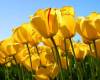 <b>Название: </b>Tulips, 
 <b>Добавил:<b> Lenor<br>Размеры: 600x450, 
 94.0 Кб